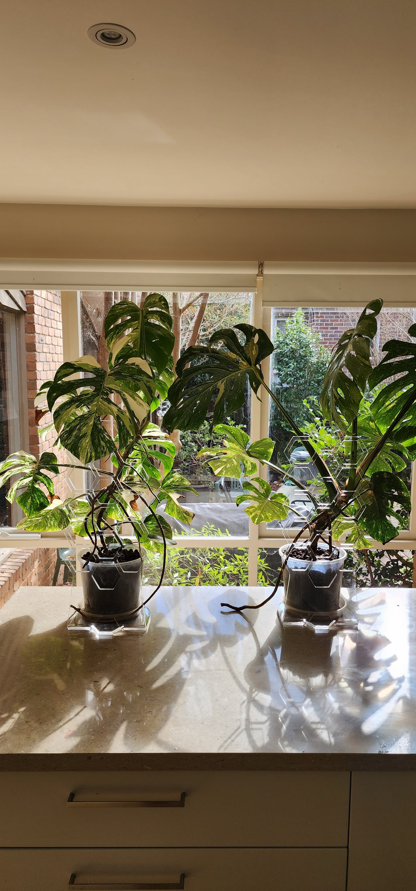 The Plant Rise by Plant Support