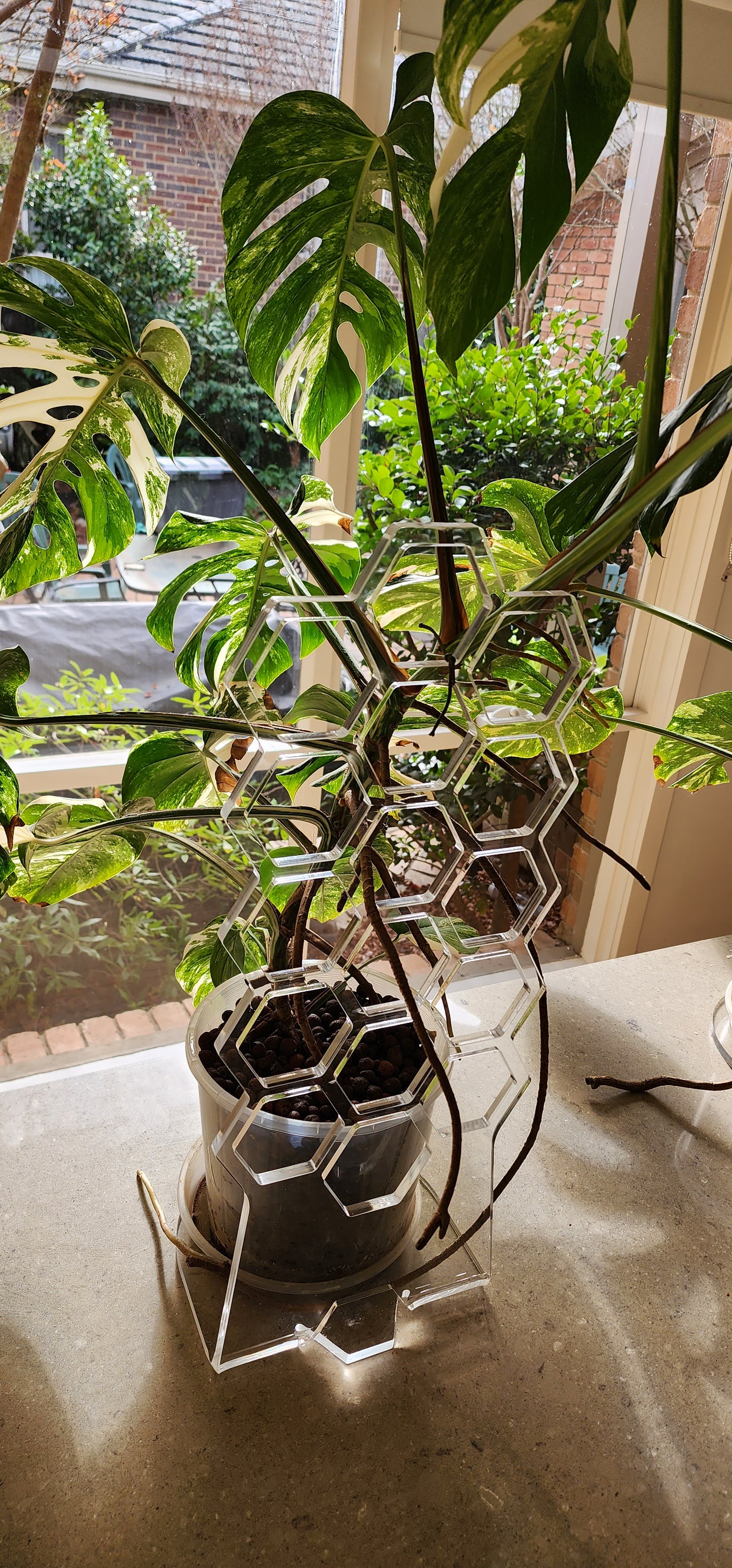 The Plant Rise by Plant Support