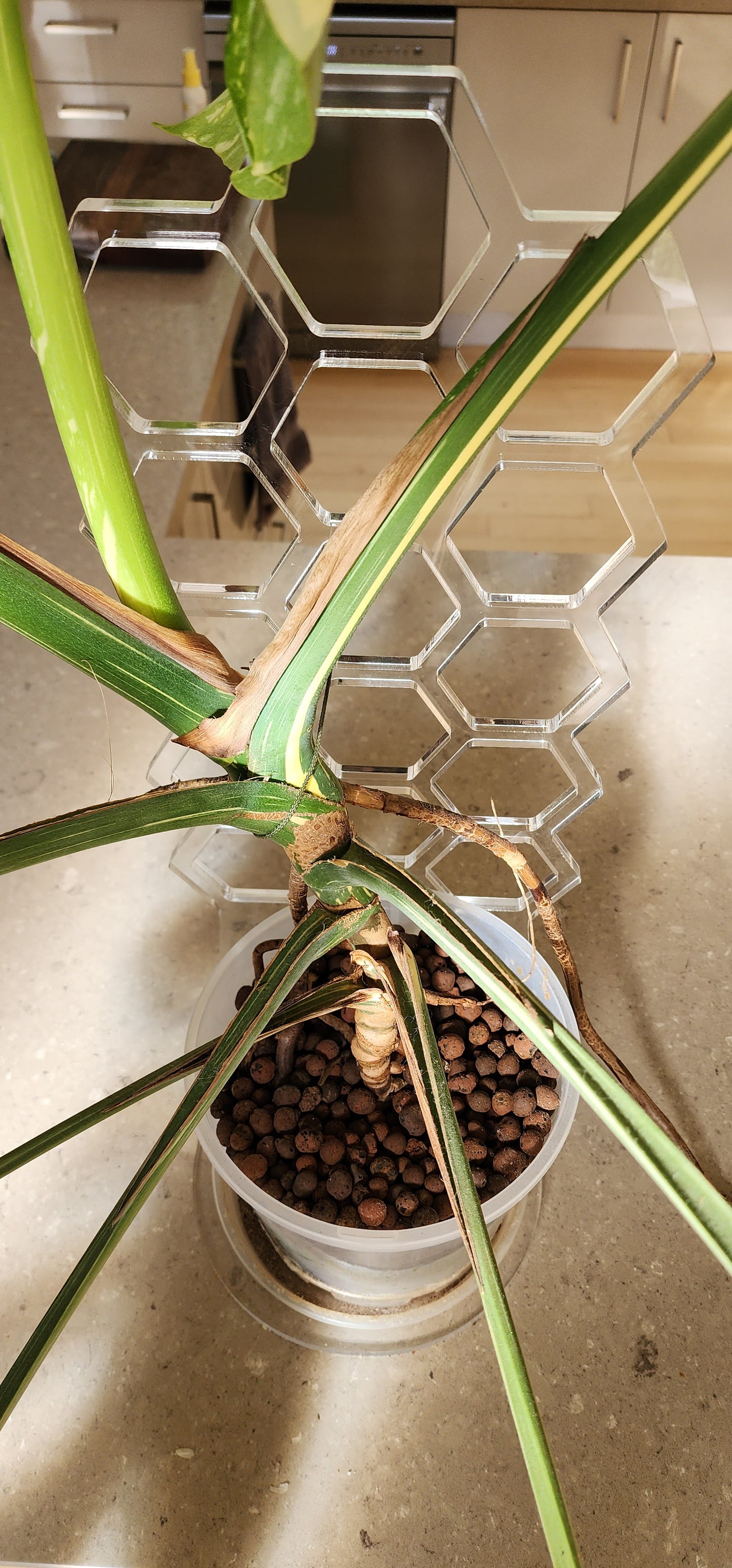 The Plant Rise by Plant Support