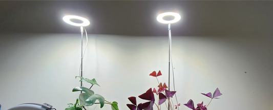 Why Your Indoor Plants Need a Grow Light