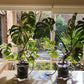 The Plant Rise by Plant Support