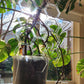 The Plant Rise by Plant Support