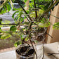 The Plant Rise by Plant Support