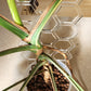 The Plant Rise by Plant Support