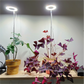 Plant Support - Go Grow Plant Lamp