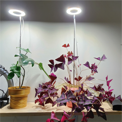 Plant Support - Go Grow Plant Lamp